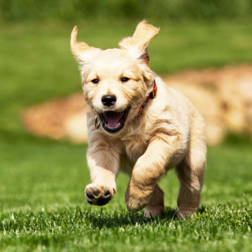 Dogs in Funeral Homes Bring Comfort to Mourners