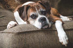 10 Tips to Help Your Dog Age Gracefully
