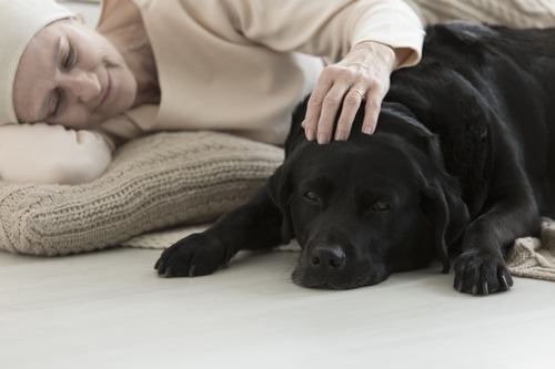 Program Helps Pets of Dying Owners