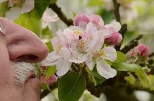 Losing Your Sense of Smell Can Be A Sign of Dementia